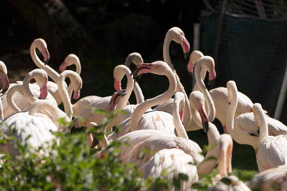 A large group of pink flamingos standing in their enclosure at the Johannesburg Zoo