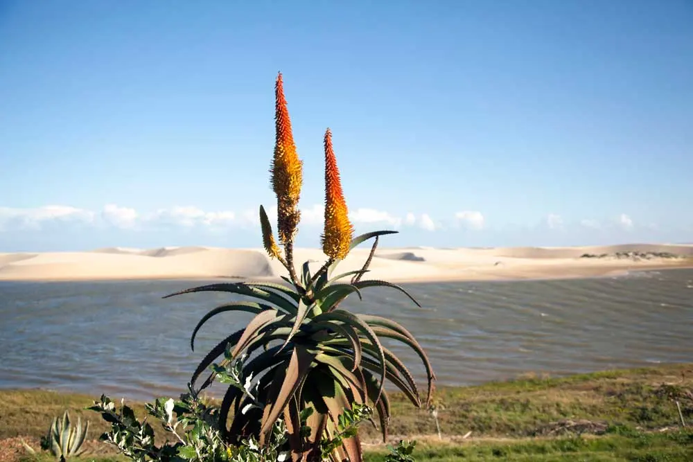 Flowering orange aloes on sand dunes overlooking the ocean in Jeffreys Bay